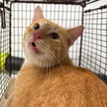 Kulve -  Domestic Short Hair Cat for Adoption in Des Moines, Iowa - Kulve | PetCurious