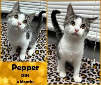 Rescue Domestic Short Hair Cats for Adoption in Franklin, Indiana - Pepper | PetCurious