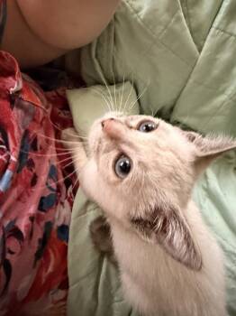 Rescue Domestic Short Hair Cats for Adoption in Topeka, Kansas - Sage | PetCurious