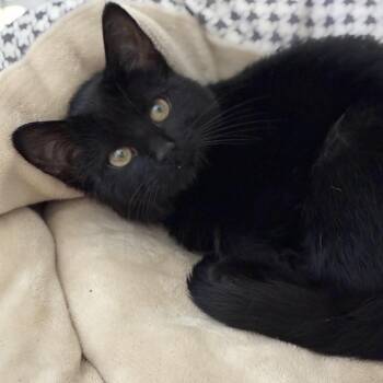 Domestic Short Hair Cats Available for Adoption in South Elgin, Illinois - Maxxine | PetCurious