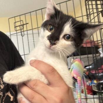 Jordan -  Domestic Short Hair Cat for Adoption in Melrose, Florida - Jordan | PetCurious