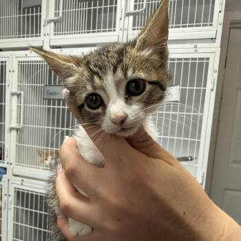 Domestic Short Hair Cats Available for Adoption in Columbia, South Carolina - Isabella | PetCurious