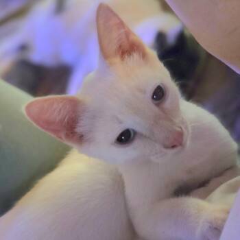 Candlelight -  Siamese and Domestic Short Hair Cat for Adoption in Richmond, Virginia - Candlelight | PetCurious