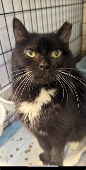 Domestic Medium Hair Cats Available for Adoption in New York, New York - WHISKERS - The Sweetest Diabetic Lady | PetCurious