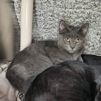 Crayola -  Domestic Short Hair Cat for Adoption in Walker, Michigan - Crayola | PetCurious