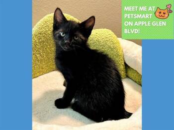 VADER -  Domestic Short Hair Cat for Adoption in Fort Wayne, Indiana - VADER | PetCurious