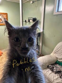 Pebbles -  Domestic Short Hair Cat for Adoption in Stover, Missouri - Pebbles | PetCurious