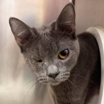 Leap Frog -  Domestic Short Hair Cat for Adoption in Walnut Creek, California - Leap Frog | PetCurious