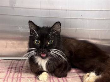 SHARON -  Domestic Short Hair Cat for Adoption in Tustin, California - SHARON | PetCurious