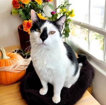 Rescue Domestic Short Hair Cats for Adoption in Perry, Iowa - Loki | PetCurious