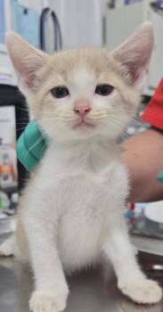 Handsome -  Domestic Short Hair Cat Available for Adoption in Hillsdale, Indiana - Handsome | PetCurious