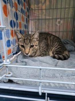 Scooby -  Domestic Short Hair Cat for Adoption in Gainesville, Florida - Scooby | PetCurious