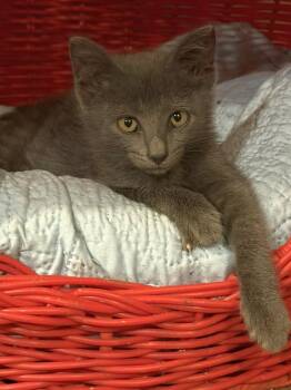 Parker -  Domestic Short Hair Cat for Adoption in West Palm Beach, Florida - Parker | PetCurious