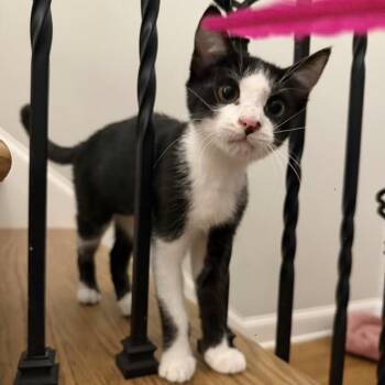 Rookie -  Domestic Short Hair Cat for Adoption in Murfreesboro, Tennessee - Rookie | PetCurious