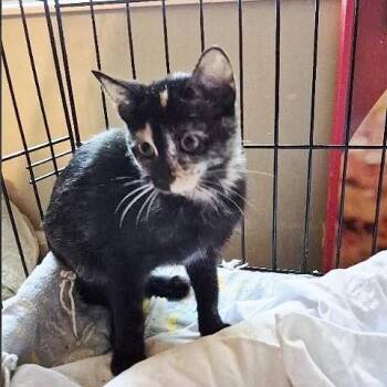 Rayna -  Tortoiseshell Cat for Adoption in Millcreek, Utah - Rayna | PetCurious