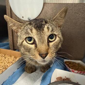 Don Toliver -  Domestic Short Hair Cat for Adoption in Newark, New Jersey - Don Toliver | PetCurious