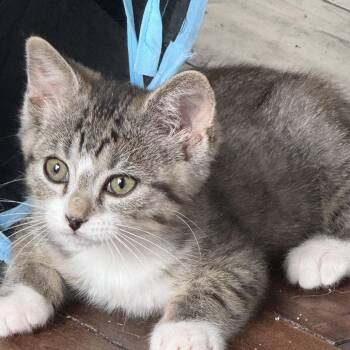 Rescue Domestic Medium Hair Cats for Adoption in Dallas, Texas - Cadiz | PetCurious