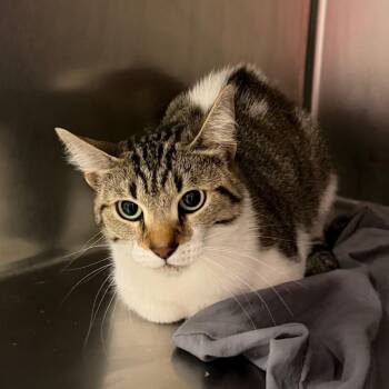 Petra -  Domestic Short Hair Cat for Adoption in Chattanooga, Tennessee - Petra | PetCurious