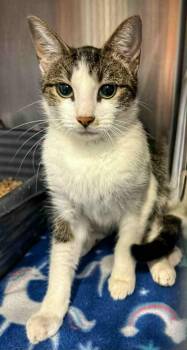 Rescue Domestic Short Hair Cats for Adoption in Columbia, Tennessee - P.J. | PetCurious