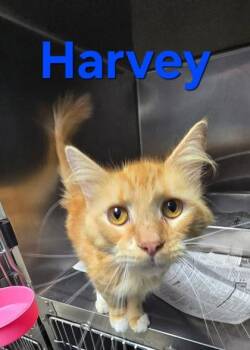 Harvey -  Domestic Long Hair Cat for Adoption in Sullivan, Indiana - Harvey | PetCurious