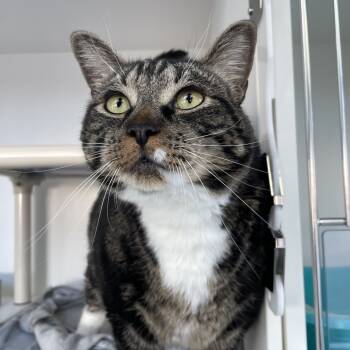 Rescue Domestic Short Hair Cats for Adoption in Warwick, Rhode Island - Whitey | PetCurious