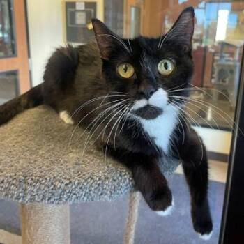 Melody -  Domestic Short Hair Cat for Adoption in Rochester, Minnesota - Melody | PetCurious