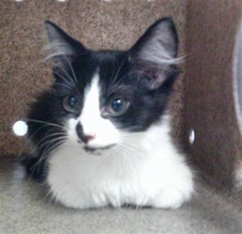 A479255 -  Domestic Short Hair Cat for Adoption in Oklahoma City, Oklahoma - A479255 | PetCurious