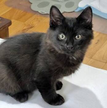 Bam Bam (bonded with Pebbles) -  Domestic Long Hair Cat for Adoption in Vaughan, Ontario - Bam Bam (bonded With Pebbles) | PetCurious
