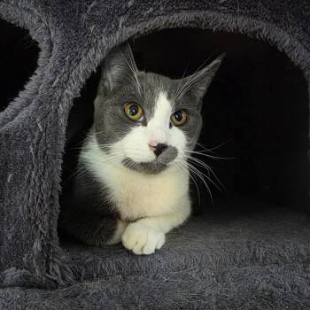 Domestic Short Hair Cats Available for Adoption - Edward ScissorPaws | PetCurious
