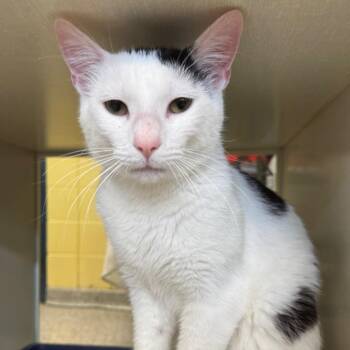 American Eagle -  Domestic Short Hair Cat for Adoption in West Olive, Michigan - American Eagle | PetCurious