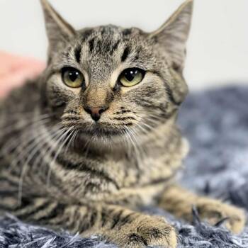 Rescue Domestic Short Hair Cats for Adoption in New Tazewell, Tennessee - SweetPotato | PetCurious