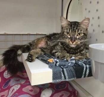 Sugar On The Rim -  Domestic Medium Hair Cat for Adoption in Kansas City, Missouri - Sugar On The Rim | PetCurious