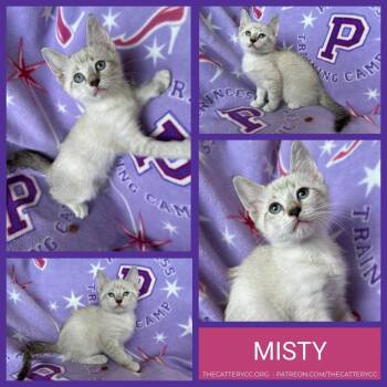 Domestic Short Hair Cats Available for Adoption in Corpus Christi, Texas - Misty | PetCurious
