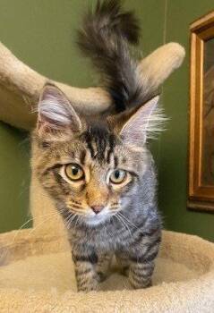 Amy -  Domestic Short Hair Cat for Adoption in Lenexa, Kansas - Amy | PetCurious