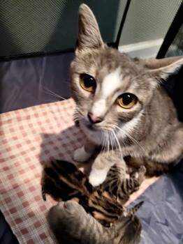 Biya -  Domestic Short Hair Cat for Adoption in Trenton, New Jersey - Biya | PetCurious