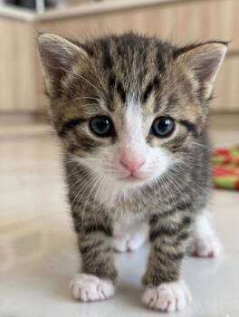 Domestic Short Hair Cats Available for Adoption in Trenton, New Jersey - Jordan | PetCurious