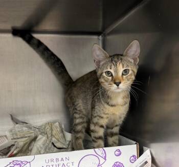 Topanga -  Domestic Short Hair Cat for Adoption in Cincinnati, Ohio - Topanga | PetCurious