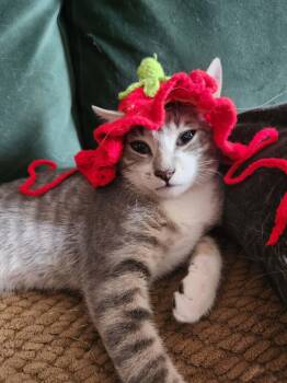 Malia -  Tabby Cat for Adoption in Charlotte, North Carolina - Malia | PetCurious