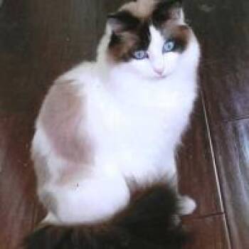 Domestic Long Hair and Siamese Cats Available for Adoption in Richmond, California - ZOEY | PetCurious