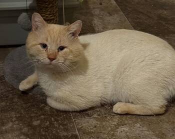 Siamese Cats Available for Adoption in Coalhurst, Alberta - Welling | PetCurious