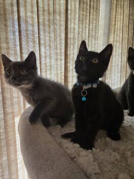 Domestic Short Hair Cats Available for Adoption in Walled Lake, Michigan - HOLLY ( MUST BE ADOPTED WITH HUNTER) | PetCurious