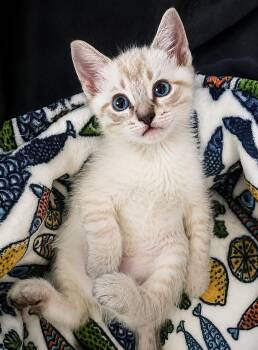 Bosco -  Siamese Cat for Adoption in San Juan Capistrano, California - Bosco | PetCurious