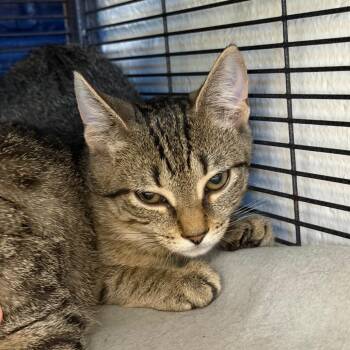 Fluke -  Domestic Short Hair Cat for Adoption in Hampton Bays, New York - Fluke | PetCurious