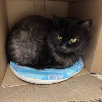 Domestic Long Hair Cats Available for Adoption in Mebane, North Carolina - Shadow | PetCurious