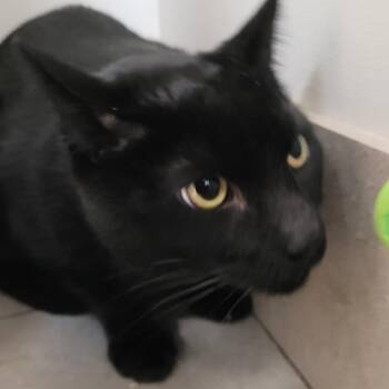 Domestic Short Hair Cats Available for Adoption - Luca | PetCurious