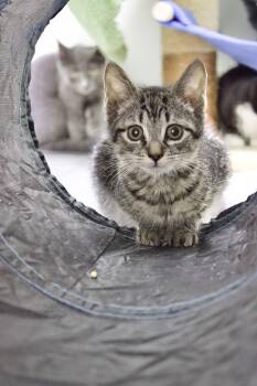 Rescue Domestic Short Hair Cats for Adoption in Pleasantville, New Jersey - Darrin | PetCurious