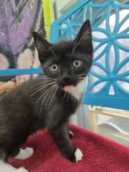 Pancake -  Domestic Short Hair Cat for Adoption in Savannah, Georgia - Pancake | PetCurious