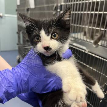 Baby Panda -  Domestic Short Hair Cat for Adoption in Greensboro, North Carolina - Baby Panda | PetCurious