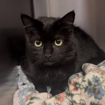 Domestic Short Hair Cats Available for Adoption - Sage | PetCurious