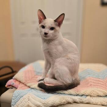 Tim -  Siamese and Snowshoe Cat for Adoption in Agoura Hills, California - Tim | PetCurious